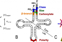 Figure 1. Elements of the operational RNA code in the tRNA acceptor stem. A. Bases in the tRNA acceptor stem encode two aspects of amino acid physical chemistry—size and polarity—that determine protein folding. B. Acceptor stem bases preceded the anticodon stem-loop and code other properties. C. The oldest parts of Class I and II AARS could already discriminate between both amino acid and RNA substrates (6) .