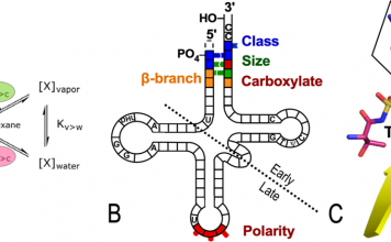 Figure 1. Elements of the operational RNA code in the tRNA acceptor stem. A. Bases in the tRNA acceptor stem encode two aspects of amino acid physical chemistry—size and polarity—that determine protein folding. B. Acceptor stem bases preceded the anticodon stem-loop and code other properties. C. The oldest parts of Class I and II AARS could already discriminate between both amino acid and RNA substrates (6) .