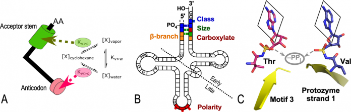 Figure 1. Elements of the operational RNA code in the tRNA acceptor stem. A. Bases in the tRNA acceptor stem encode two aspects of amino acid physical chemistry—size and polarity—that determine protein folding. B. Acceptor stem bases preceded the anticodon stem-loop and code other properties. C. The oldest parts of Class I and II AARS could already discriminate between both amino acid and RNA substrates (6) .