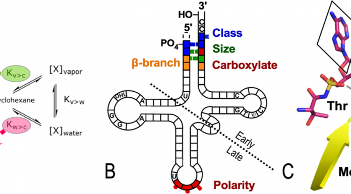 Figure 1. Elements of the operational RNA code in the tRNA acceptor stem. A. Bases in the tRNA acceptor stem encode two aspects of amino acid physical chemistry—size and polarity—that determine protein folding. B. Acceptor stem bases preceded the anticodon stem-loop and code other properties. C. The oldest parts of Class I and II AARS could already discriminate between both amino acid and RNA substrates (6) .