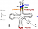 Figure 1. Elements of the operational RNA code in the tRNA acceptor stem. A. Bases in the tRNA acceptor stem encode two aspects of amino acid physical chemistry—size and polarity—that determine protein folding. B. Acceptor stem bases preceded the anticodon stem-loop and code other properties. C. The oldest parts of Class I and II AARS could already discriminate between both amino acid and RNA substrates (6) .