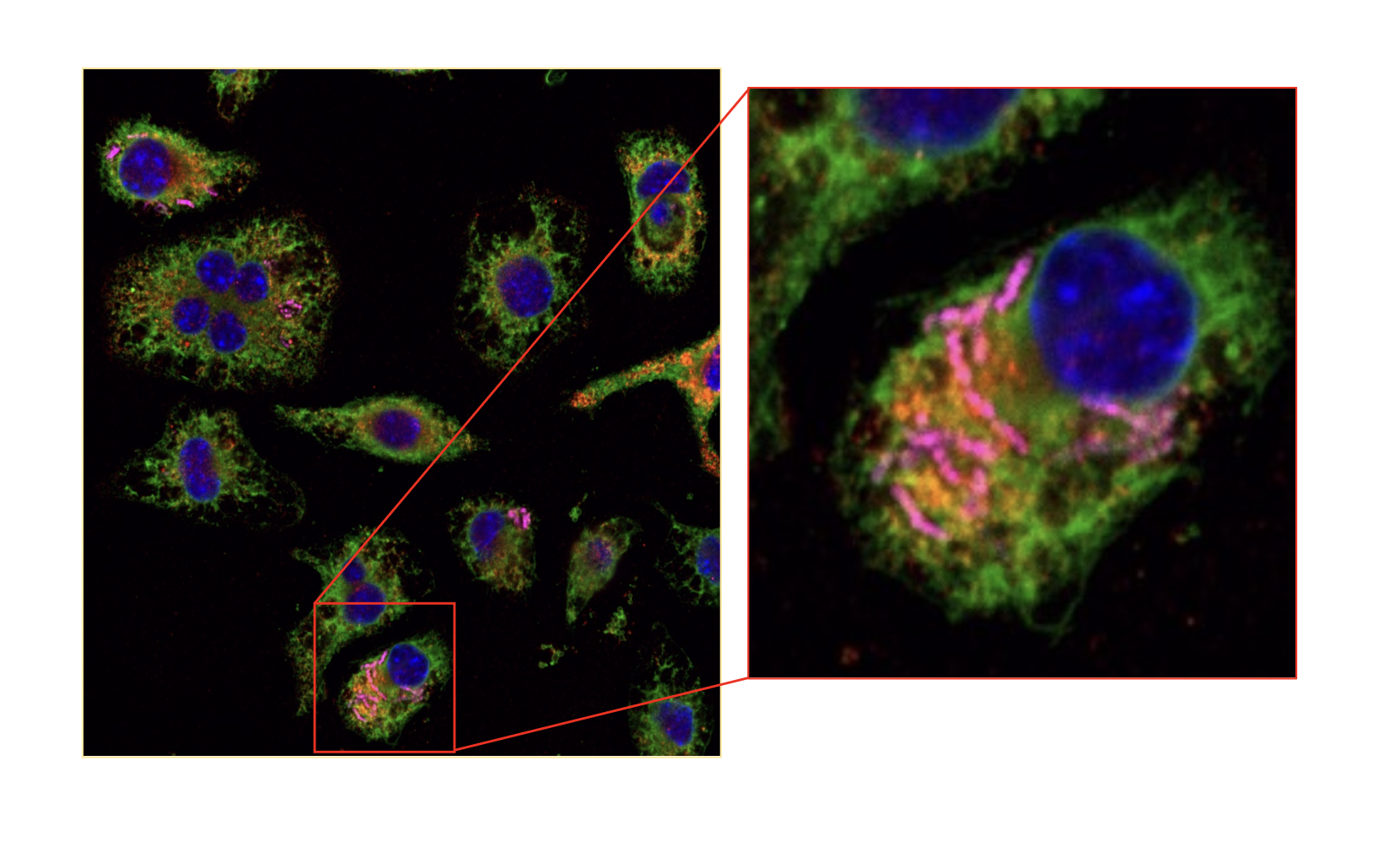 Figure 1: Images of mammalian cells harboring engineered endosymbionts. Engineered endosymbionts (pink) have been designed to live in the cytoplasm of mammalian cells where they remain viable and intact, visible as pink, rod-like structures. The DNA in the nuclei of the mammalian host cells is stained blue, the phagosomes that could destroy endosymbionts are stained red, and the membranes of the mammalian cells are stained green. Micrographs were taken by Drs. Cody Madsen (now at Livermore National Laboratories) and Ashley Makela in the Contag lab. 