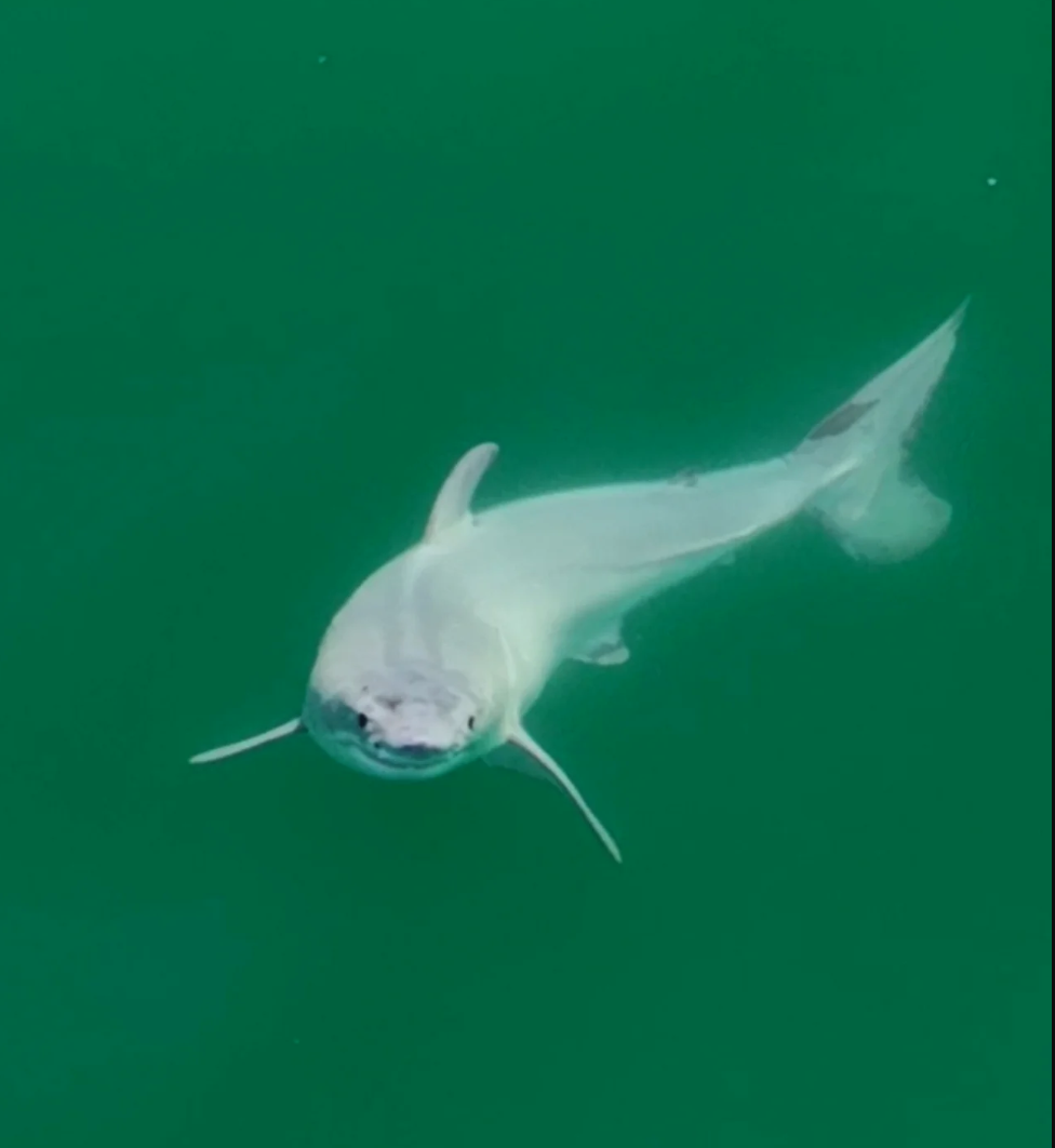 Front view of newbown white shark