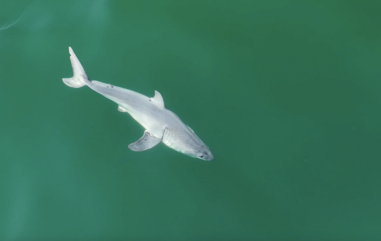 Rare footage reveals newborn great white shark near Santa Barbara