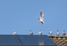 A group of homing pigeons on the ridge of a roof with solar panesls