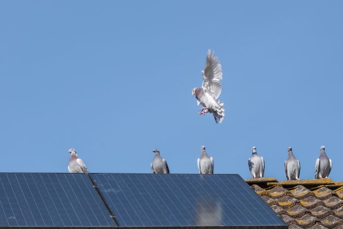 A group of homing pigeons on the ridge of a roof with solar panesls