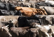 Herd of cows taken from an elevated position