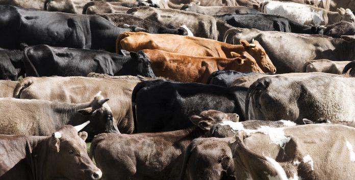 Herd of cows taken from an elevated position