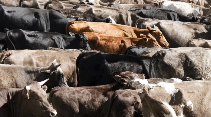 Herd of cows taken from an elevated position