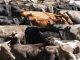 Herd of cows taken from an elevated position