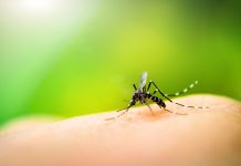 Mosquito sucking blood on human skin with nature background