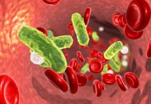 Sepsis, bacteria in blood. 3D illustration showing rod-shaped bacteria in blood with red blood cells and leukocytes