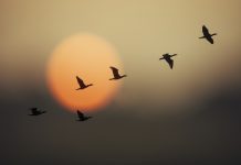 Group of wild geese in sunset