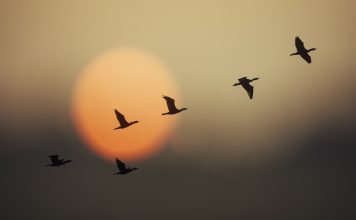 Group of wild geese in sunset
