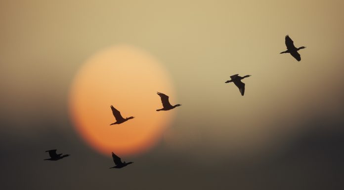 Group of wild geese in sunset