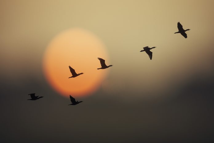 Group of wild geese in sunset