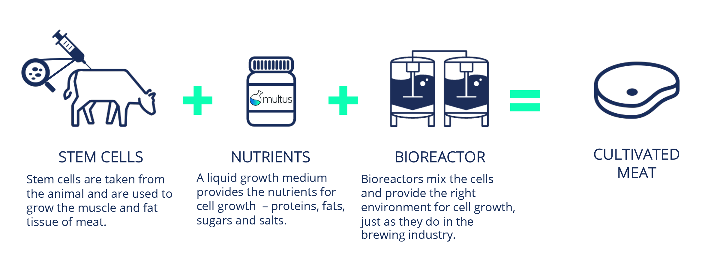 Figure 1: Simplified cultivated meat production process. © 2023 Multus Biotechnology Ltd