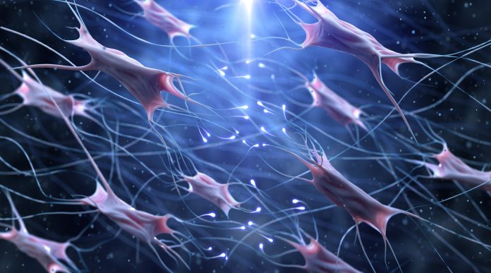 fibroblast and collagen