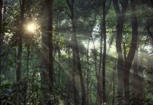 Morning sun in the tropical dense rainforest of Africa