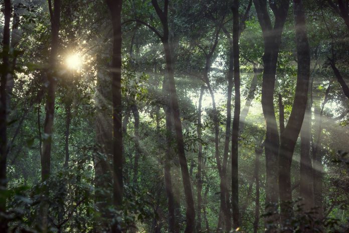 Morning sun in the tropical dense rainforest of Africa