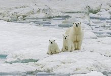 polar bear, Ursus maritimus, is a carnivorous bear native largely within the Arctic Circle encompassing the Arctic Ocean. Wrangel Island, Chukotka Autonomous Okrug, Russia. Arctic Ocean. Mother and young cubs on the snow.