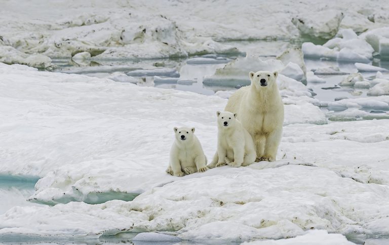 polar bear, Ursus maritimus, is a carnivorous bear native largely within the Arctic Circle encompassing the Arctic Ocean. Wrangel Island, Chukotka Autonomous Okrug, Russia. Arctic Ocean. Mother and young cubs on the snow.