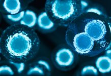 Stem cells - 3d rendered image. Human stem cells can differentiate into any other cell type. Medical research, science, microbiology concept.