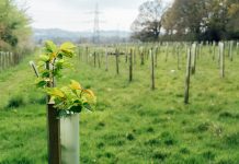 Tree nursery in the forest, plastic tubes protecting seedlings. Plantation of Newly Planted Trees Supported by Wooden Stakes and Plastic Tubes in a Cleared Forest