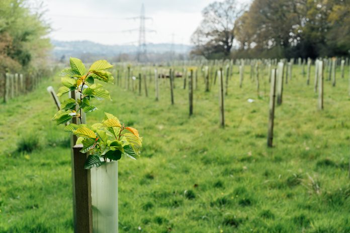 Tree nursery in the forest, plastic tubes protecting seedlings. Plantation of Newly Planted Trees Supported by Wooden Stakes and Plastic Tubes in a Cleared Forest