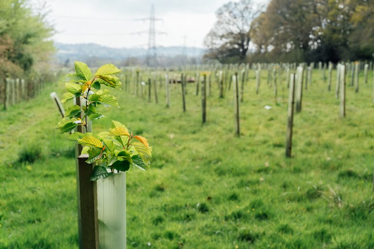 Tree nursery in the forest, plastic tubes protecting seedlings. Plantation of Newly Planted Trees Supported by Wooden Stakes and Plastic Tubes in a Cleared Forest