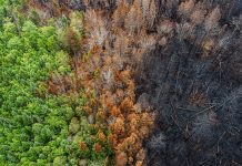 Aerial view of a charred landscape after a wildfire.