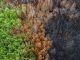 Aerial view of a charred landscape after a wildfire.