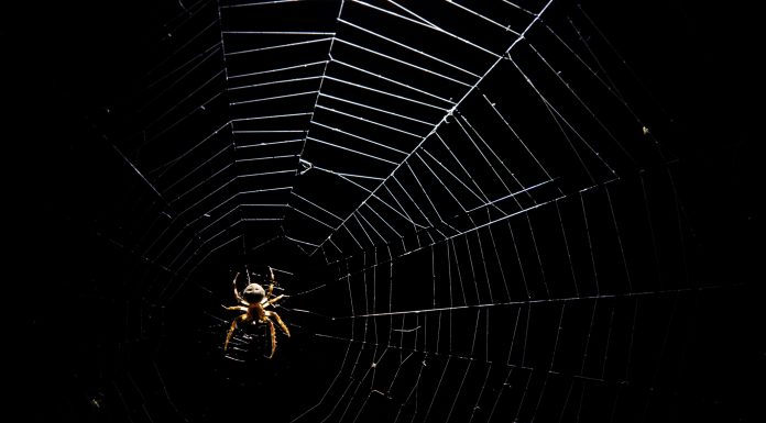 spider in his spiderweb