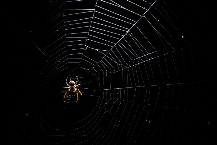spider in his spiderweb