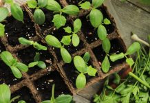 cucumber seedlings in containers made of organic material