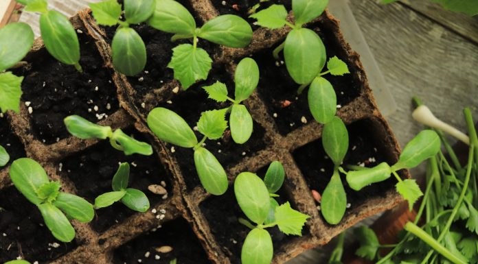 cucumber seedlings in containers made of organic material