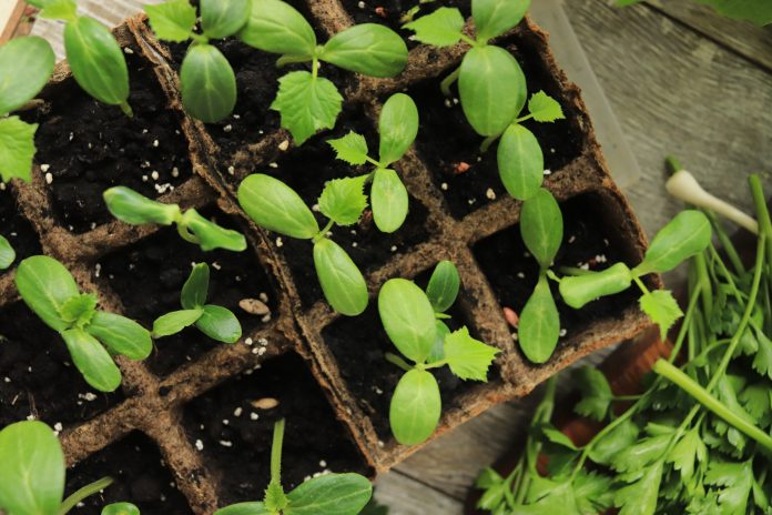 cucumber seedlings in containers made of organic material