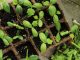 cucumber seedlings in containers made of organic material