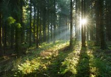 Sunbeams breaking through Spruce Tree Forest at Sunrise