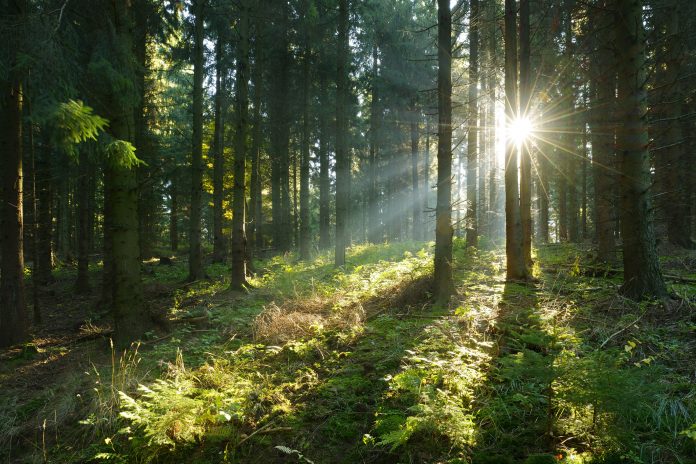 Sunbeams breaking through Spruce Tree Forest at Sunrise