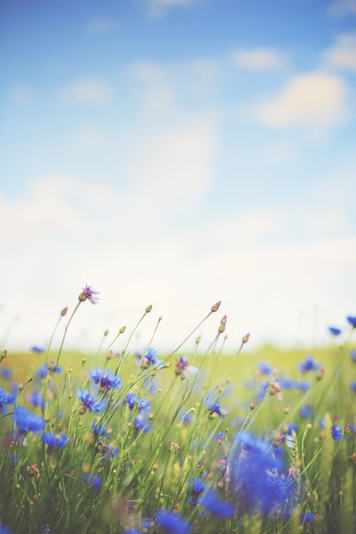 cornflower blue meadow