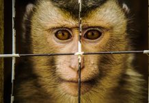 Macaque held in captivity.