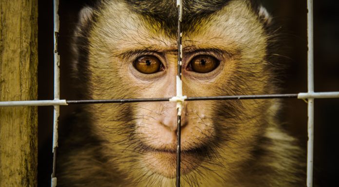 Macaque held in captivity.