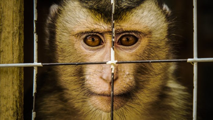 Macaque held in captivity.