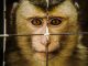 Macaque held in captivity.