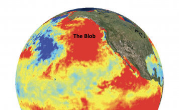 Fig. 1 Sea surface temperature anomaly made using NOAA satellite data from July 1, 2015. A strong El Nino year and Blob co-occurred in the Pacific Ocean, creating warmer than usual temperatures (seen in red, orange, and yellow).