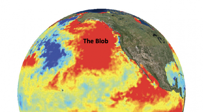 Fig. 1 Sea surface temperature anomaly made using NOAA satellite data from July 1, 2015. A strong El Nino year and Blob co-occurred in the Pacific Ocean, creating warmer than usual temperatures (seen in red, orange, and yellow).