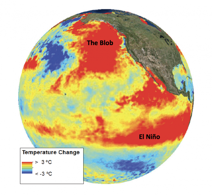 Fig. 1 Sea surface temperature anomaly made using NOAA satellite data from July 1, 2015. A strong El Nino year and Blob co-occurred in the Pacific Ocean, creating warmer than usual temperatures (seen in red, orange, and yellow).