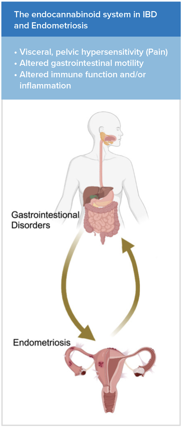 Figure 2: The Endocannabinoid system (ECS) acts as a physiological regulator of various processes that affects all of the clinical features of IBD and endometriosis