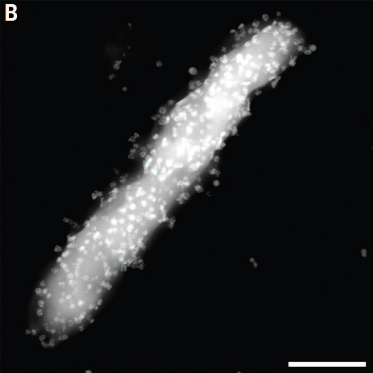 Figure 1. Electron microscope image of an M. thermoacetica-CdS hybrid (Sakimoto K. et. al)